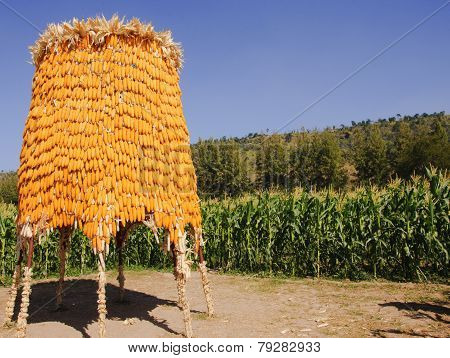 Corn