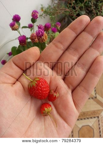 Hand with strawberries
