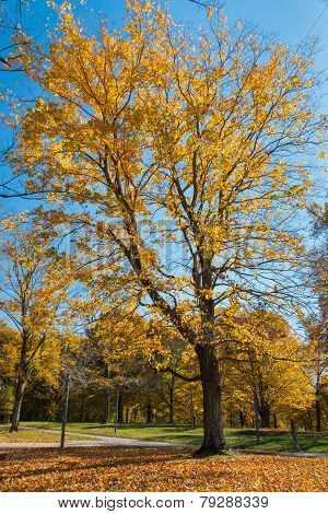 Big Tree In The Park