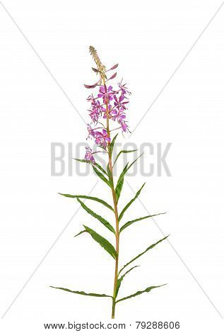 Fireweed (epilobium Angustifolium)