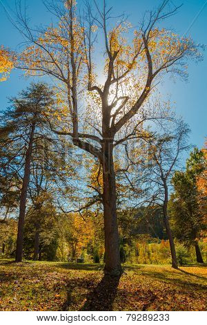 Big Tree With Interesting Shape Backlit In The Park
