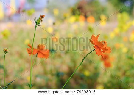 Cosmos Flowers