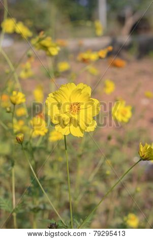 Cosmos Flowers In The Garden