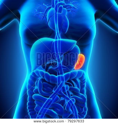 Human Spleen Anatomy