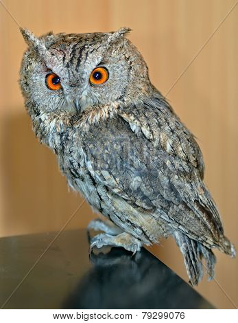 Owl (otus Bakkamoena)