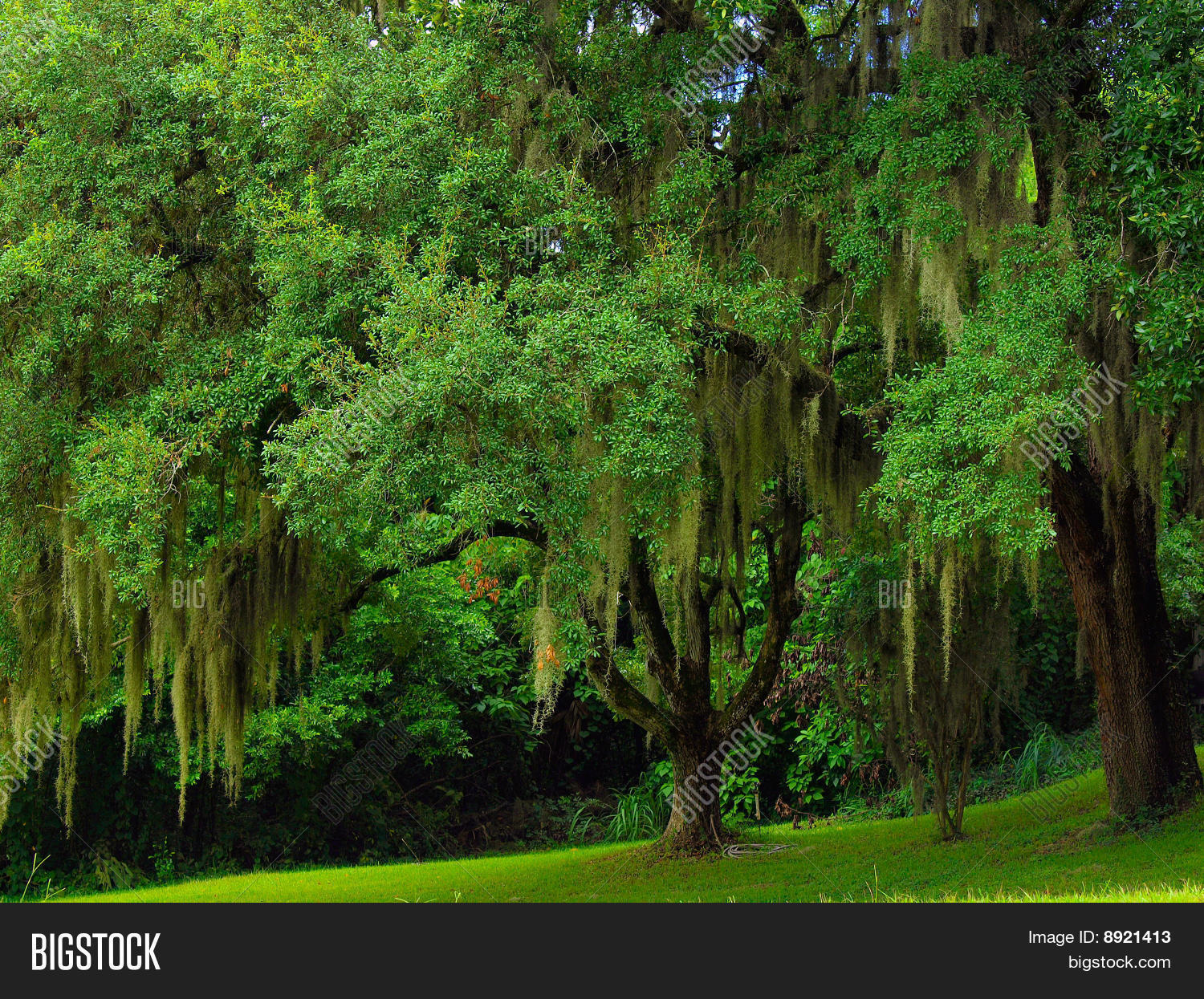 Old Florida Oak Image & Photo Bigstock