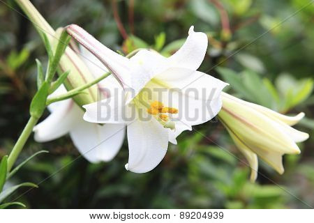 Taiwan Lily and bud