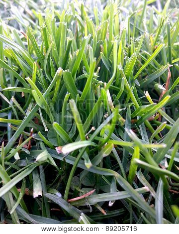 Grass
