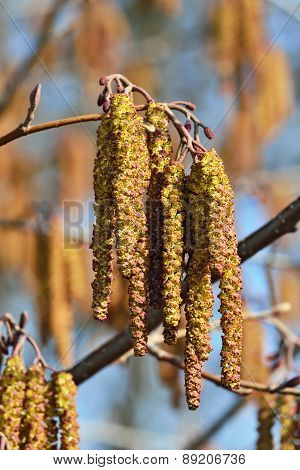 Spring. Alder Catkins Closeup