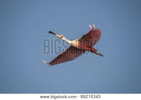 Roseate Spoonbill Flying