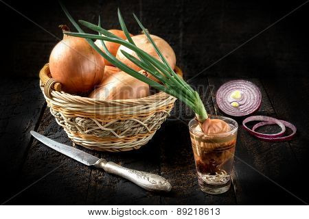 Different Types Of Onions
