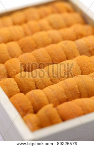 japanese green sea urchin roe, ezo bafun uni, sushi and sashimi ingredients