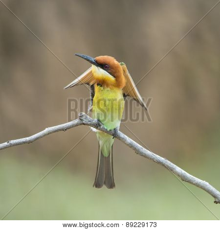 Chestnut-headed Bee-eater