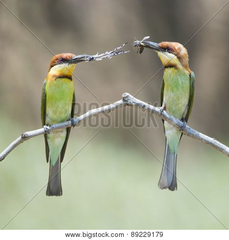 Chestnut-headed Bee-eater