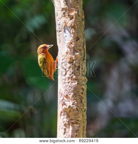 Rufous Piculet
