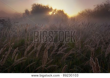 Morning, Rye, Wheat