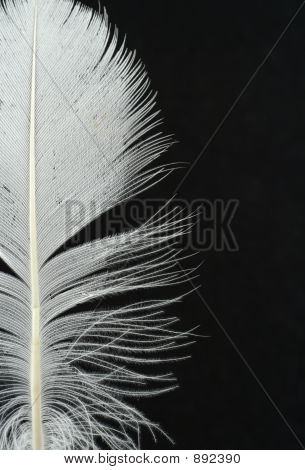 검은 깃털 세부 정보