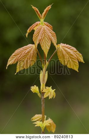 Acer Pseudoplatanus