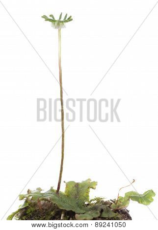 Marchantia Polymorpha