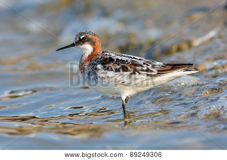 Red-necked Phalarope