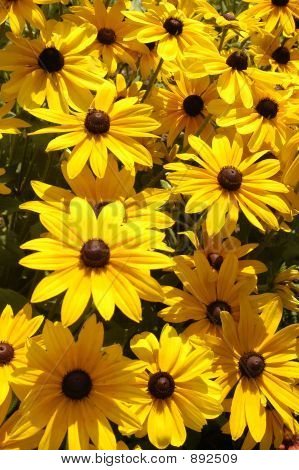 Black Eyed Susan