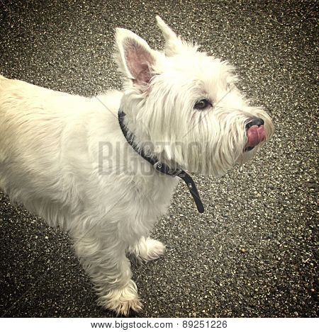 west highland terrier licking his nose