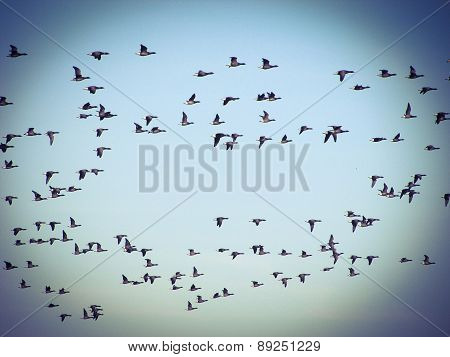 flock of geese migrating