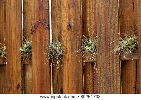 Air Plants Growing On Wooden Fence