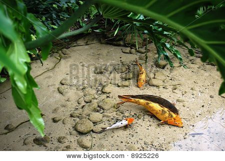 Goldener Fisch