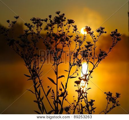 Wild Daisies In Backlit At Dawn