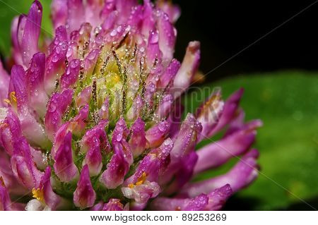 Morning Dew On A Flower Clover Closeup