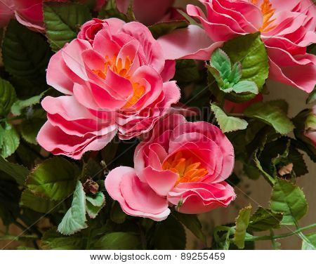 Pink Flowers