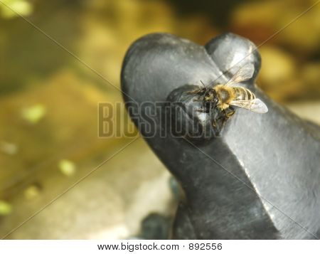 Honigbiene auf Metall Frosch