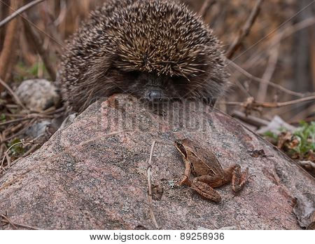 Hedgehog and little frog