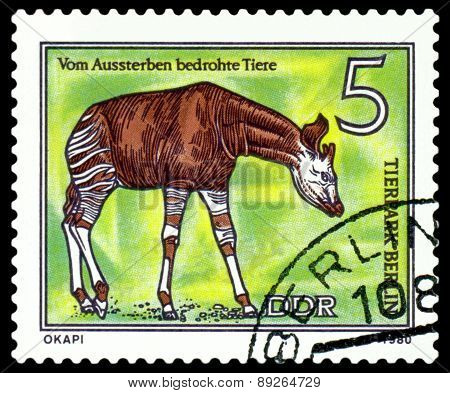 Vintage  Postage Stamp.  Okapi.