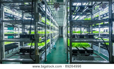 Plants are cultivated in hydroponic system