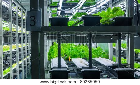 Plants are cultivated in hydroponic system