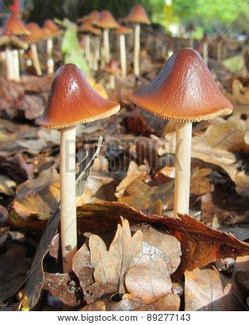 Fall Fungi in Leaf Litter