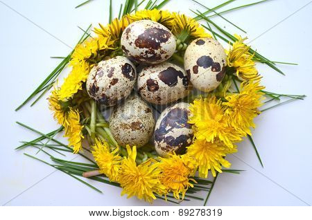 Quail eggs and dandelion