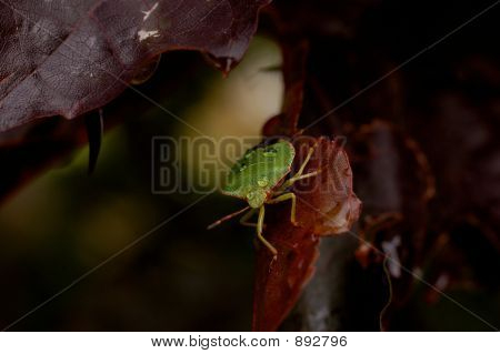 Shieldbug