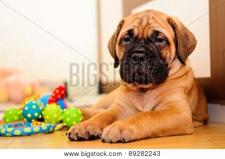 Little Puppy Bullmastiff