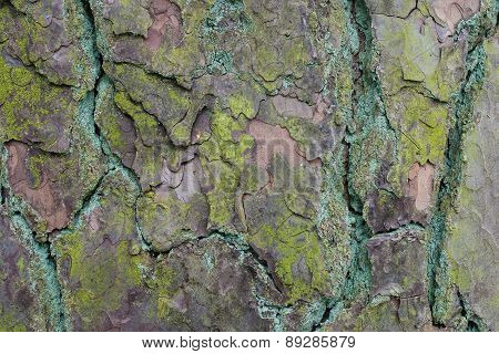 Tree bark