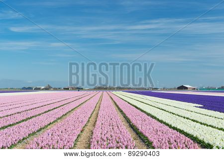 Dutch landscape with flower bulbs in pink and purple in fields