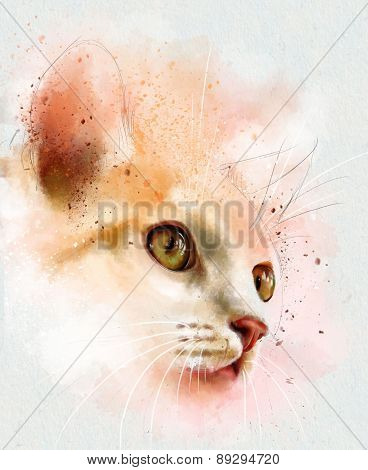 Animal collection: cat