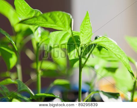 Macro Of Seedlings Potted In Peat Tray