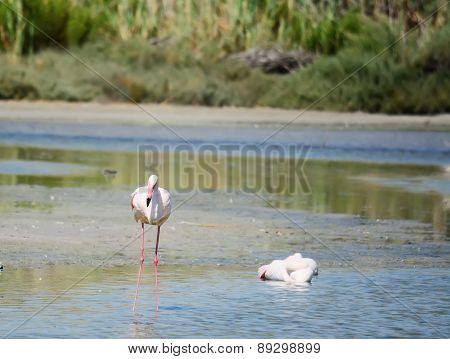 Pink Flamingo Standing In A Pond