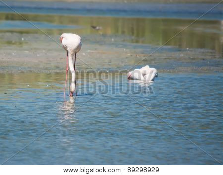 Pink Flamingo Drinking In A Pond