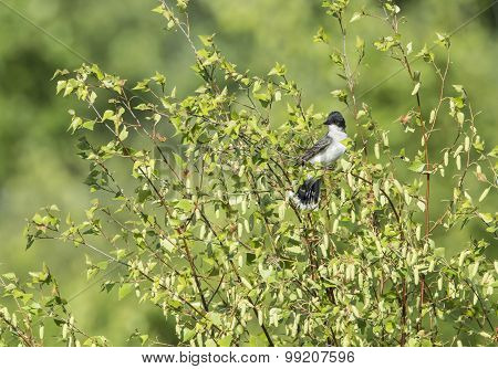 Eastern Kingbird On Branch