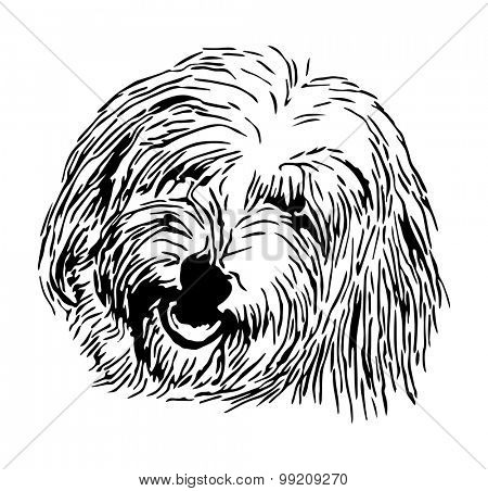 vector - rare dog - head Coton de Tulear - isolated on background