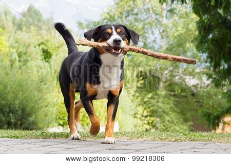 Sennenhund Playing With Long Branch